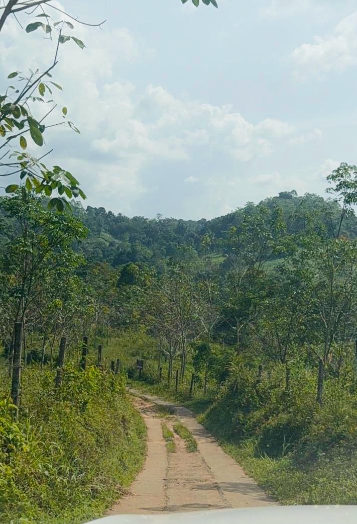 Access road to Forest Shade
