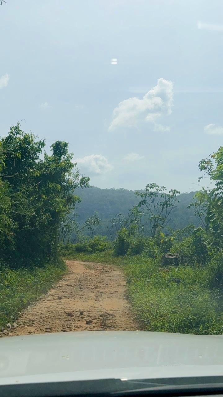 Access road to Forest Shade