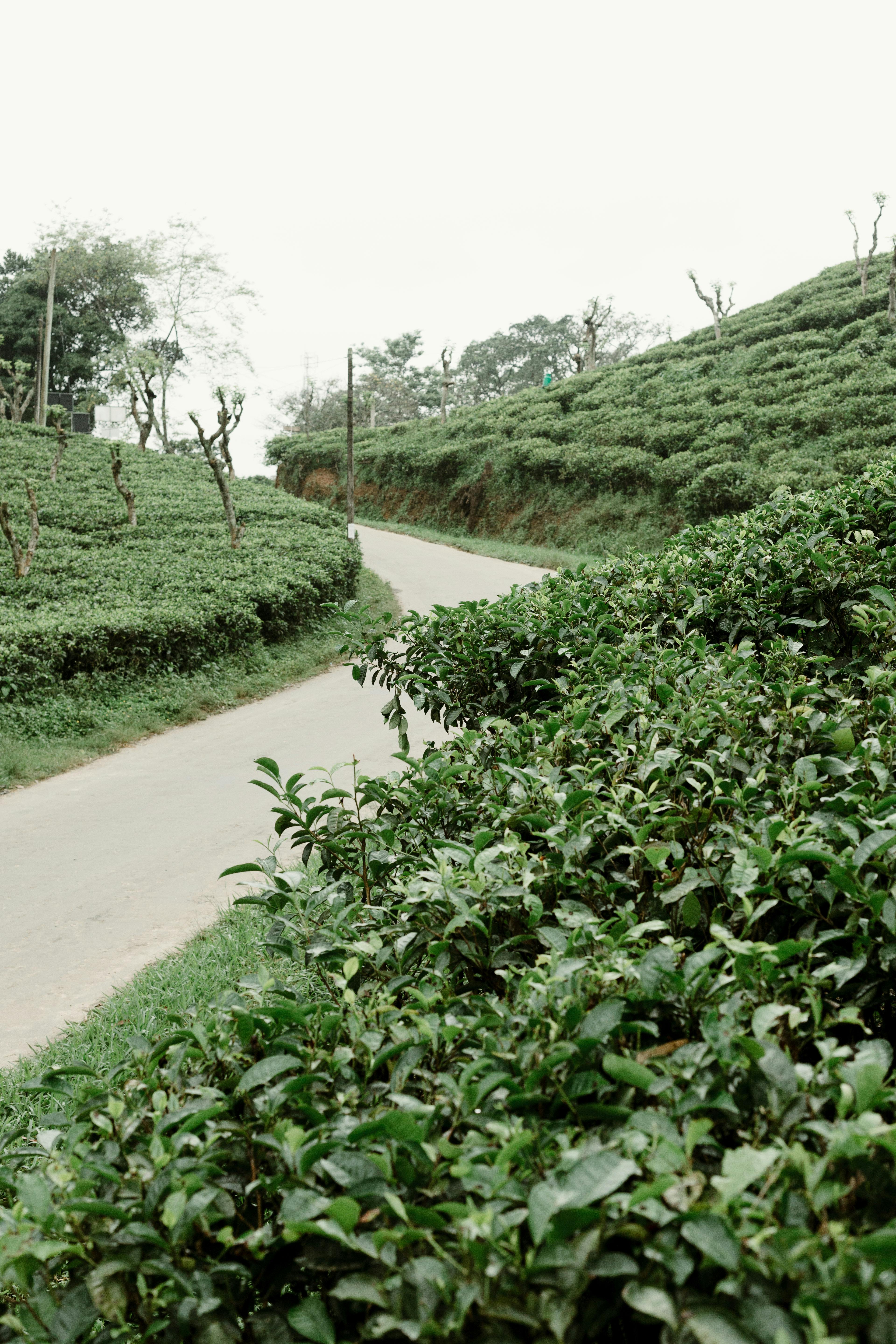 Forest Shade Eco Resort | Nature Stay in Deraniyagala, Sri Lanka