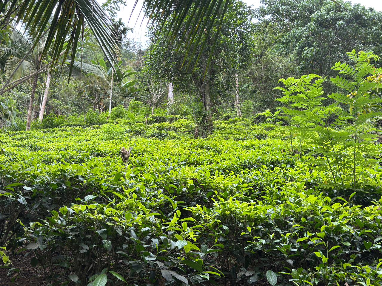 Tea Plantation Walk