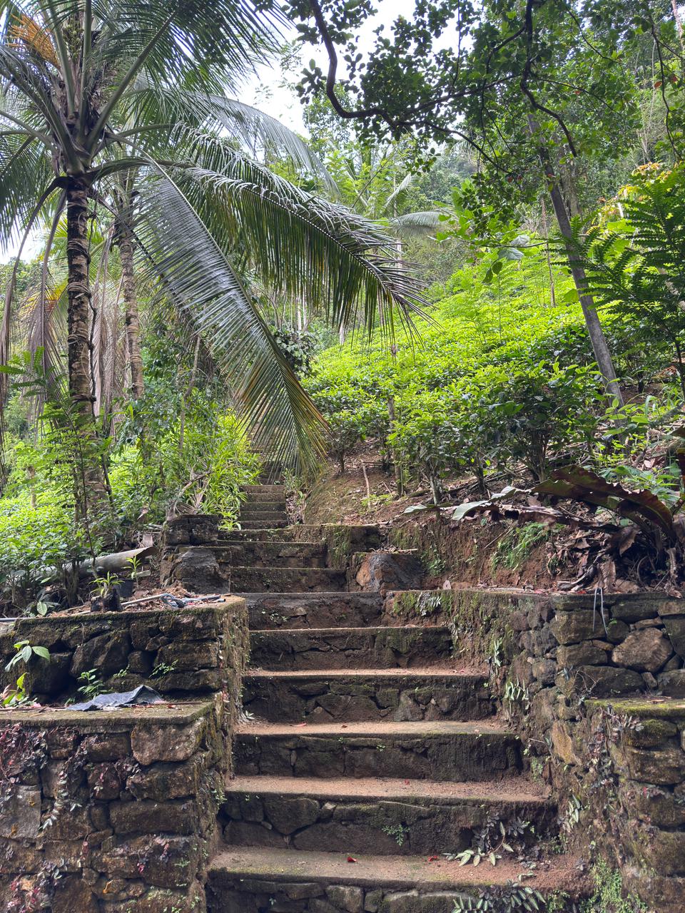 Tea plantation visit